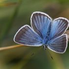 Polyommatus damon