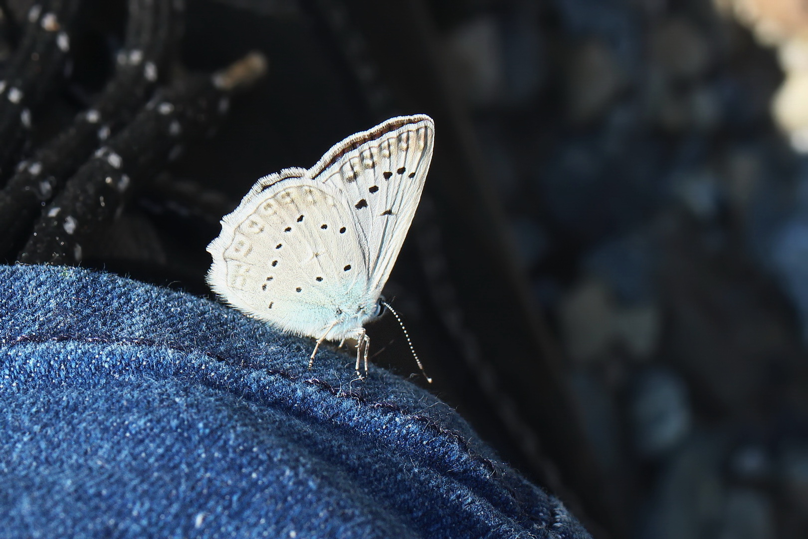 Polyommatus daphnis