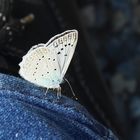 Polyommatus daphnis