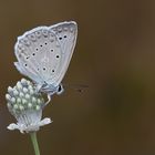 Polyommatus daphnis » Meleager's Blue