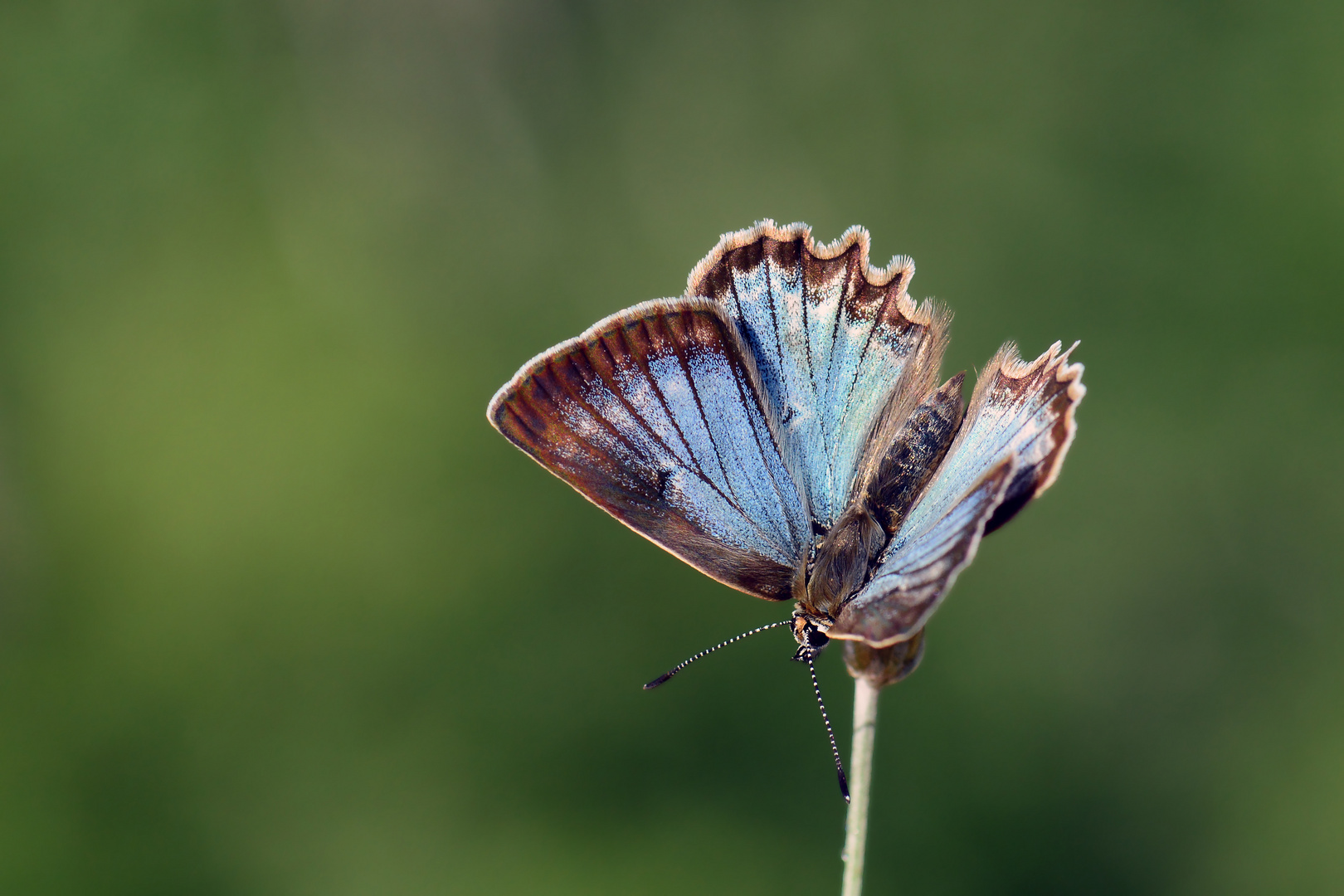 Polyommatus daphnis » Meleager's Blue