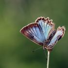 Polyommatus daphnis » Meleager's Blue