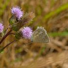 Polyommatus daphnis, Zahnflügel-Bläuling