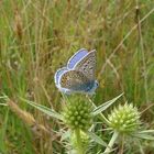 Polyommatus