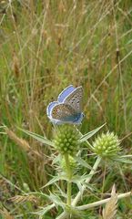 Polyommatus