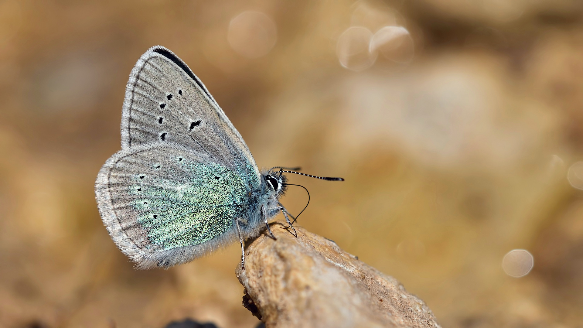 Polyommatus diana