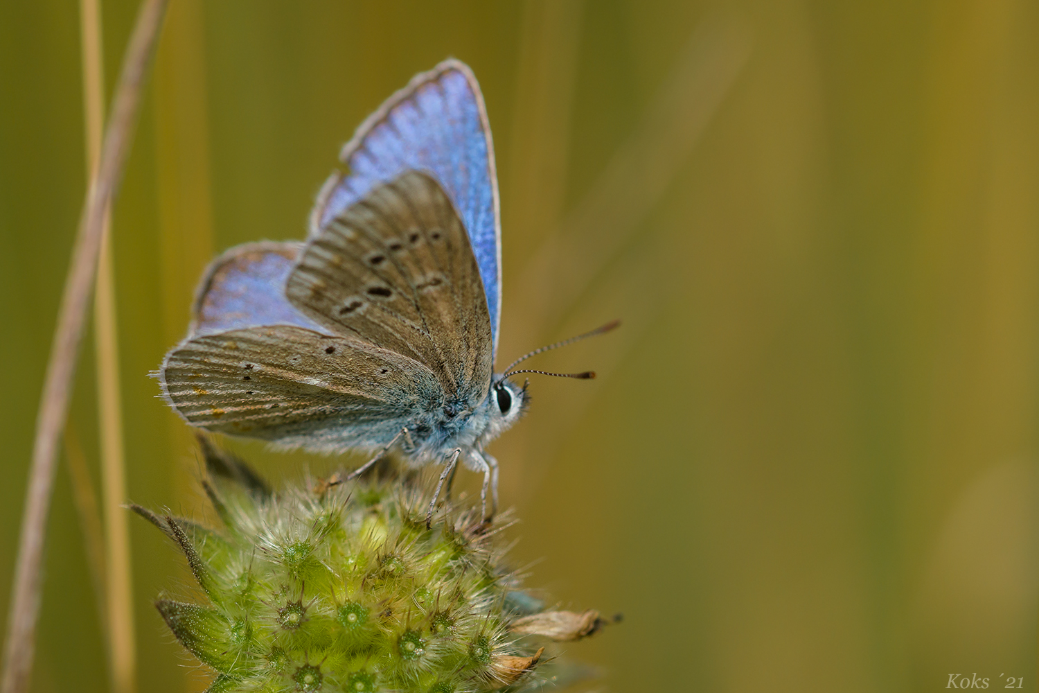 Polyommatus dorylas