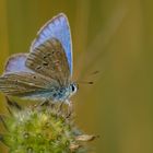 Polyommatus dorylas