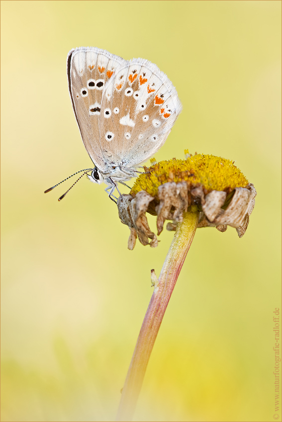 ~Polyommatus dorylas~