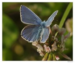 Polyommatus dorylas - Wundklee-Bläuling