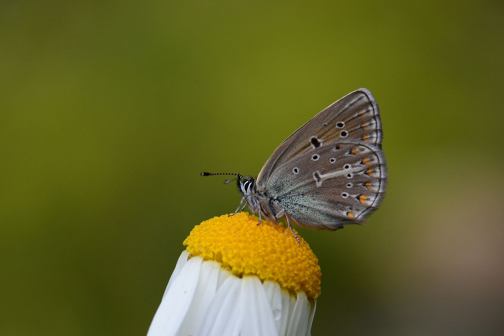 Polyommatus eumedon , Geranium Argus