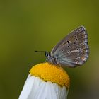 Polyommatus eumedon , Geranium Argus