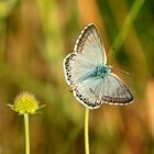 Polyommatus hispana