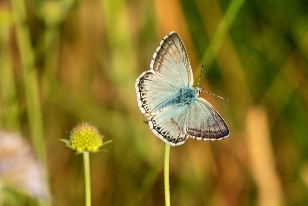 Polyommatus hispana