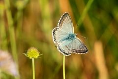 Polyommatus hispana