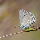 Polyommatus hopfferi