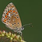 Polyommatus icarus