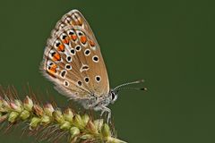 Polyommatus icarus