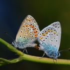 Polyommatus icarus