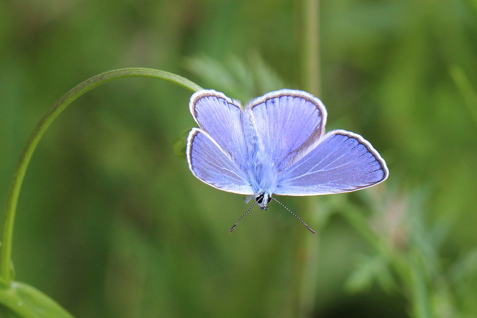 Polyommatus icarus