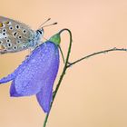 Polyommatus icarus