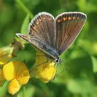 Polyommatus icarus