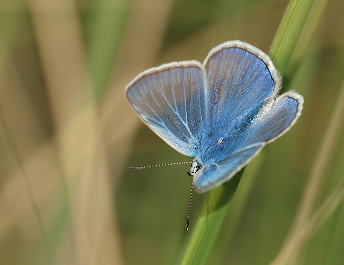 polyommatus icarus