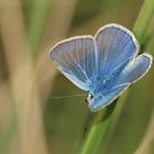 polyommatus icarus