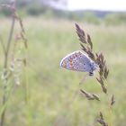 Polyommatus icarus