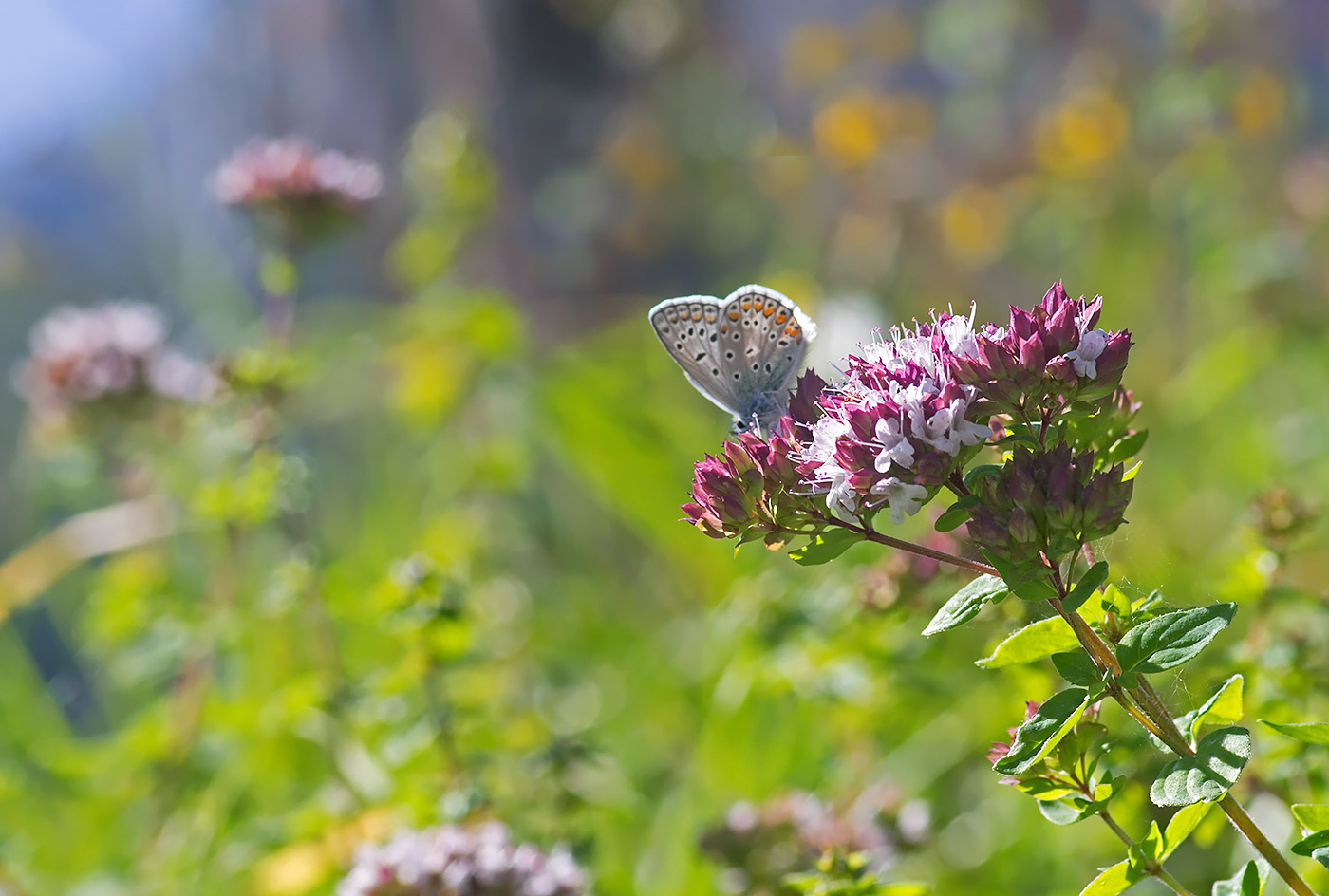 Polyommatus icarus