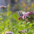 Polyommatus icarus