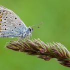 Polyommatus icarus 2