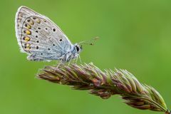 Polyommatus icarus 2