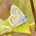 Polyommatus icarus ...