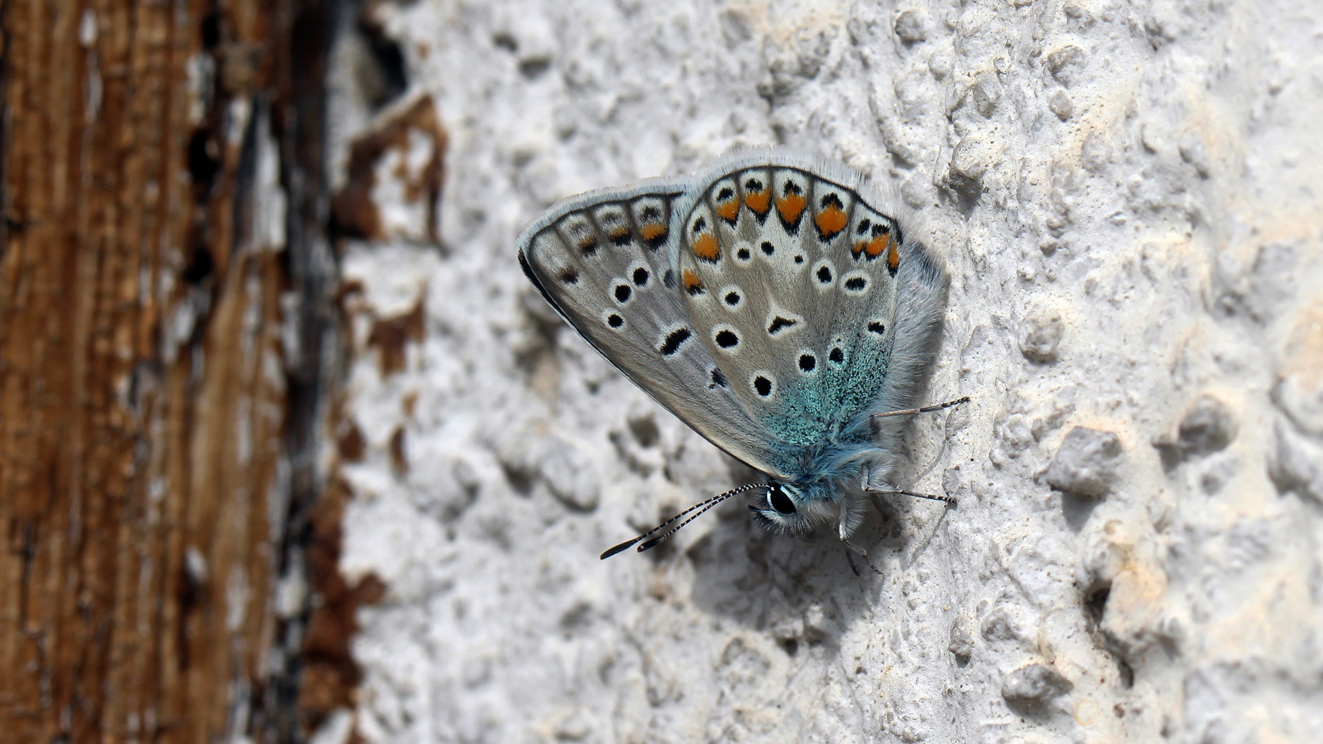 Polyommatus icarus