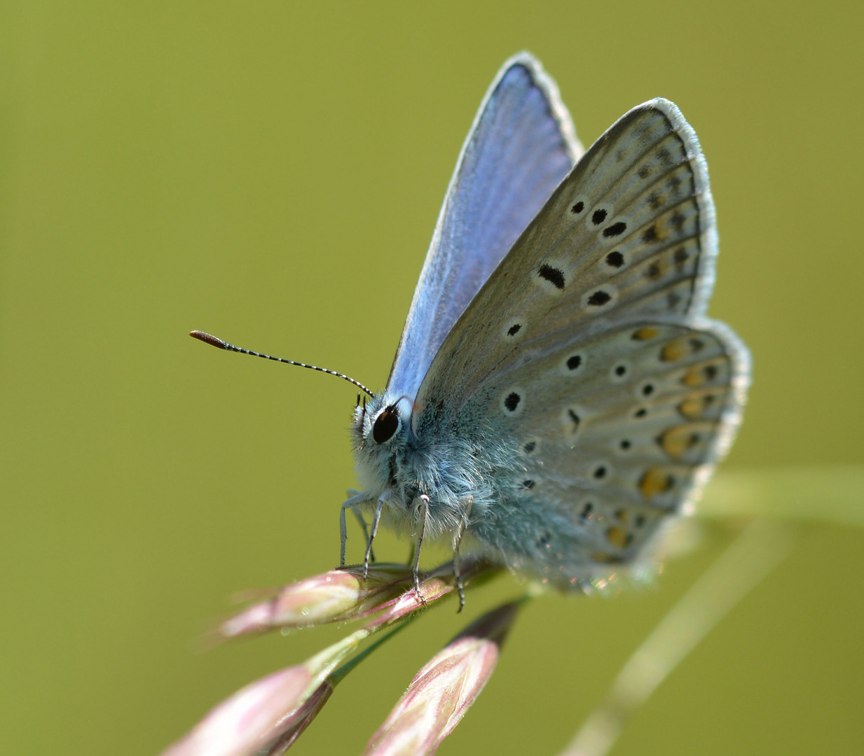 Polyommatus icarus