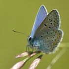 Polyommatus icarus