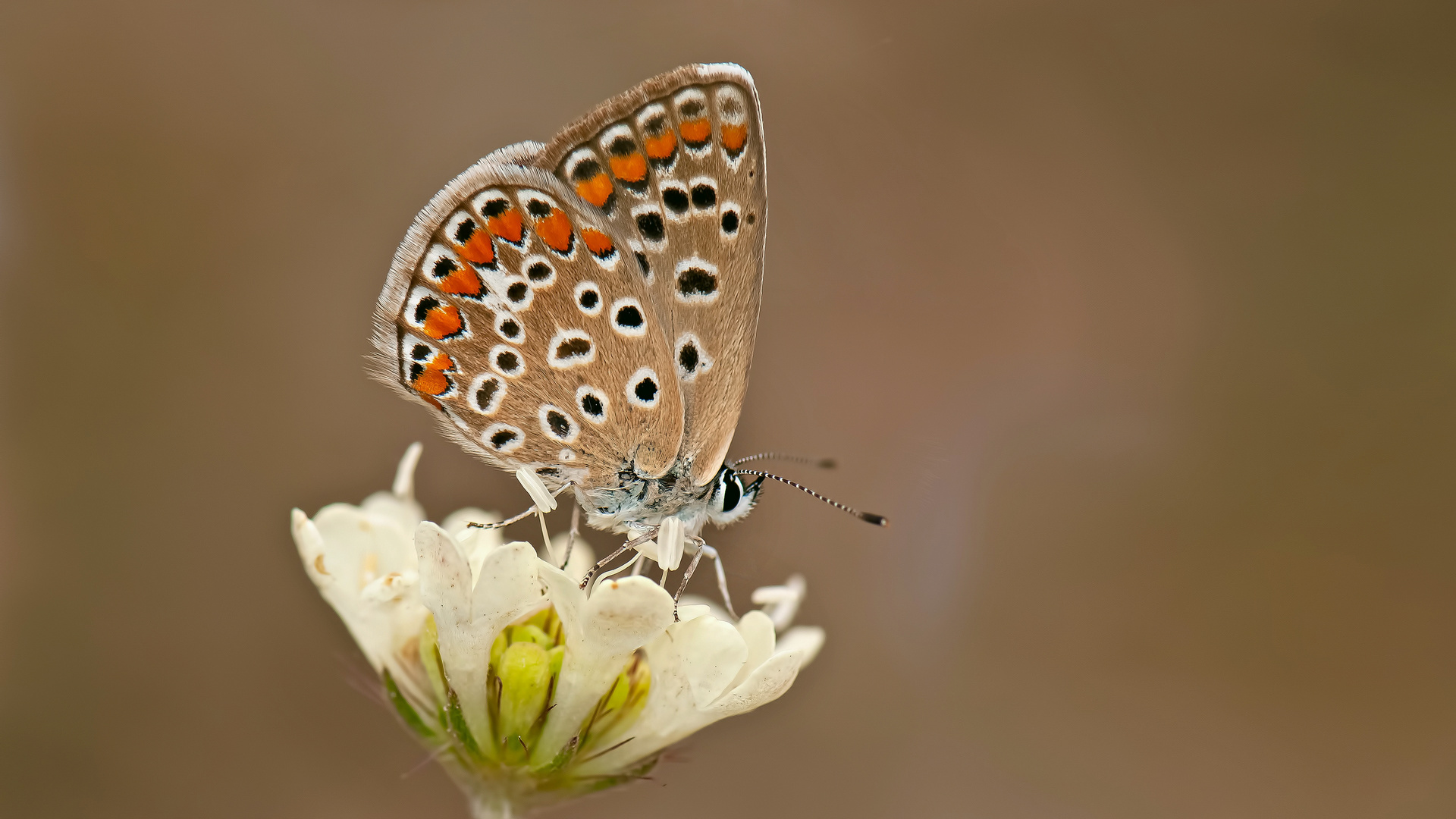 Polyommatus icarus