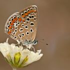 Polyommatus icarus