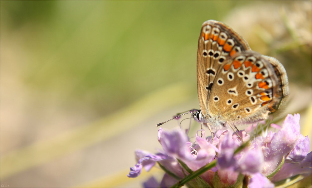 Polyommatus icarus