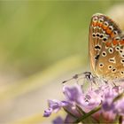 Polyommatus icarus