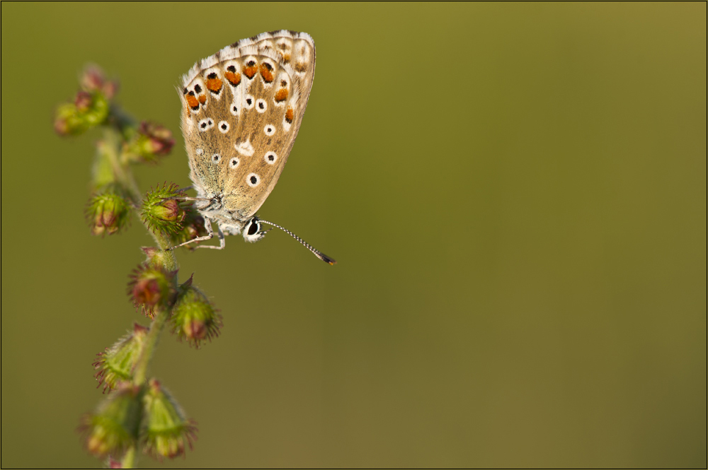 //Polyommatus icarus