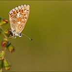 //Polyommatus icarus