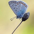 Polyommatus icarus