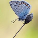 Polyommatus icarus