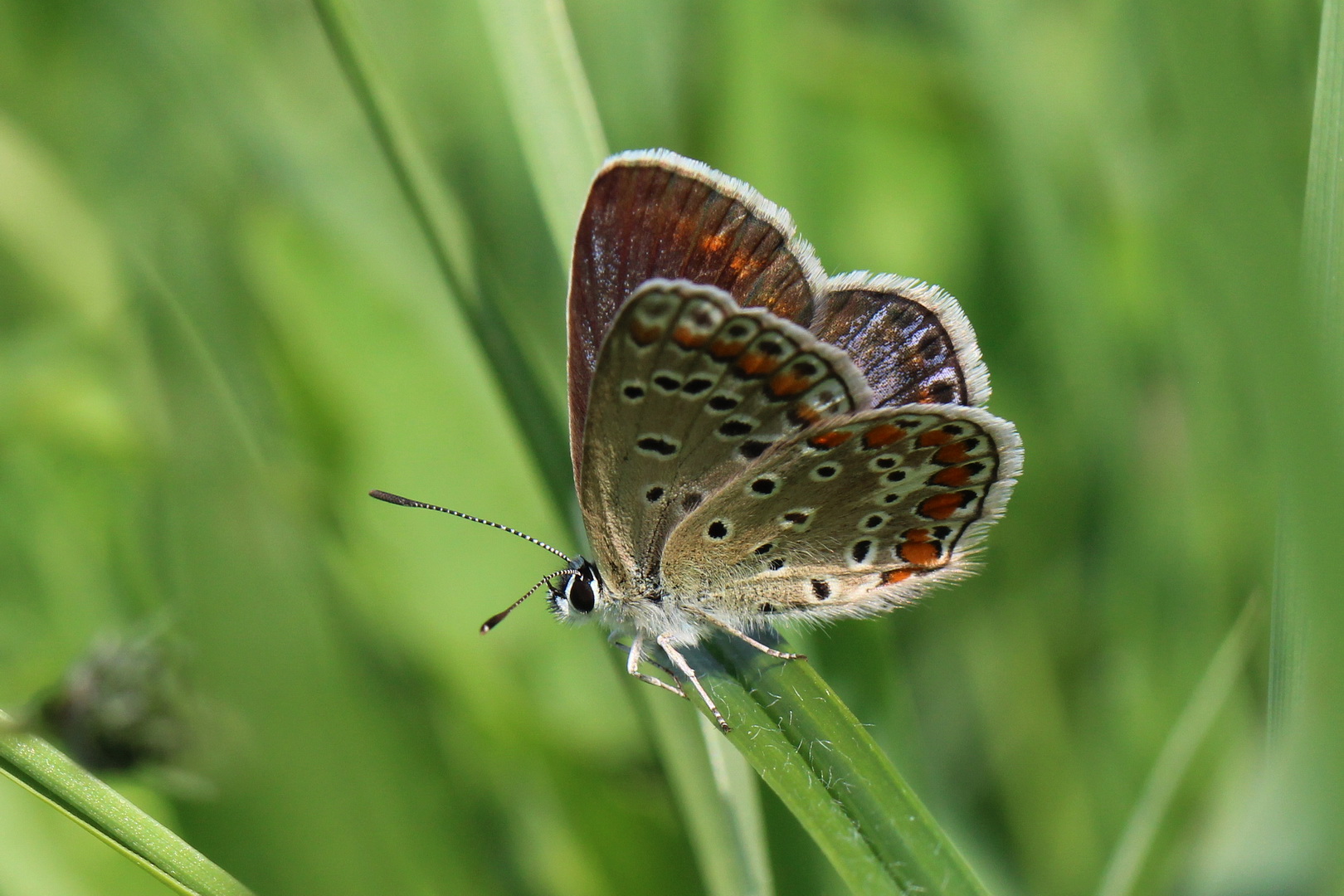 Polyommatus icarus