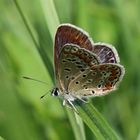 Polyommatus icarus