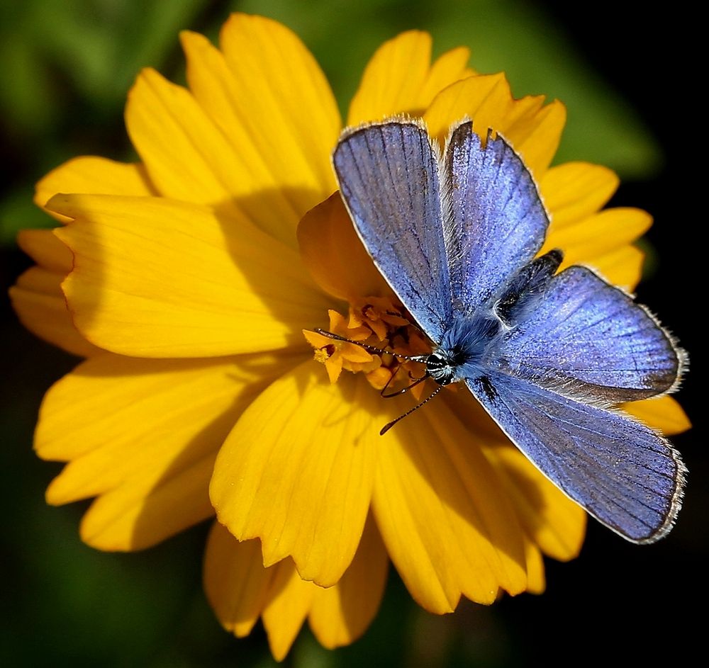 Polyommatus icarus