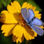 Polyommatus icarus