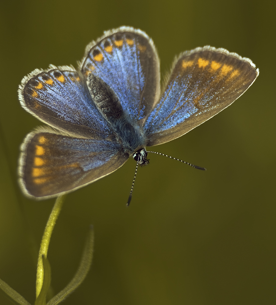 Polyommatus icarus